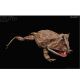 Rebor Beelzebufo Cornuta Little Feet Rainbow Version 161199