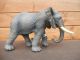 Collecta Afrikaanse Olifant 88025