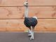 Collecta Struisvogel 88459