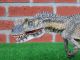 Rebor 160062 Ceratosaurus Dentisulcatus Savage 1/35