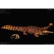 Rebor Sarcosuchus imperator “Lica” River 697-161090