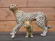 Papo Cheetah - Jachtluipaard met Welp 50044