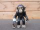 Papo Chimpansee Baby 50107
