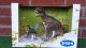 Papo Giftbox Tyrannosaurus Rex met Blue Oviraptor 80100