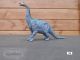Dinosaurus Party Model PIA 15cm 04