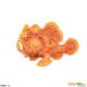 Safari IC Frogfish 100070