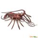 Safari IC Spiny Lobster 100076