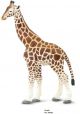 Safari WSW Giraffe 100421