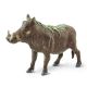 Safari WSW Warzenschwein 100512