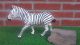 Safari Zebra 111489