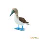 Safari WB Blue Footed Booby 150529