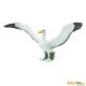 Safari WB Giant Albatross 150729