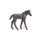 Safari WCH Appaloosa Fohlen 154605