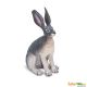 Safari NAW American Desert Hare 182029