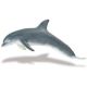 Safari MSL Bottlenose Dolphin 210802