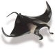Safari MSL Manta Ray 211402