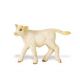 Safari SF Charolais Kalb 231329