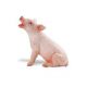 Safari SF Sitzendes Ferkel 245829