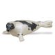 Safari SL Harp Seal 248829