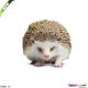 Safari IC Hedgehog - Egel - Igel 261129