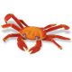 Safari IC Rote Klippenkrabbe 261729