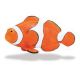 Safari IC Clownfisch 261829
