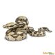 Safari IC Boa Constrictor 266529
