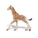 Safari WSW Netzgiraffenbaby 268529