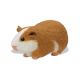 Safari IC Guinea Pig 269629