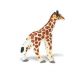 Safari WSW Giraffenbaby 270729