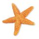 Safari SL Starfish 276829