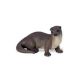 Safari NAW Otter 291529