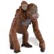 Safari WSW Orang-Utanweibchen mit Baby 293529