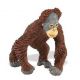 Safari WSW Orang-Utanbaby 293629