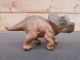 Safari PW Triceratops Baby 301929