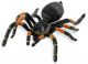 Safari IC Orange Kneed Tarantula 542006